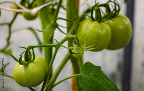 Green and unripe tomatoes growing in an organic greenhouse farm on a local farming field in Poland. Cultivation fresh vegetables in small farming business in Eastern Europe 