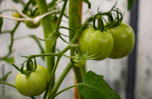 Green and unripe tomatoes growing in an organic greenhouse farm on a local farming field in Poland. Cultivation fresh vegetables in small farming business in Eastern Europe 