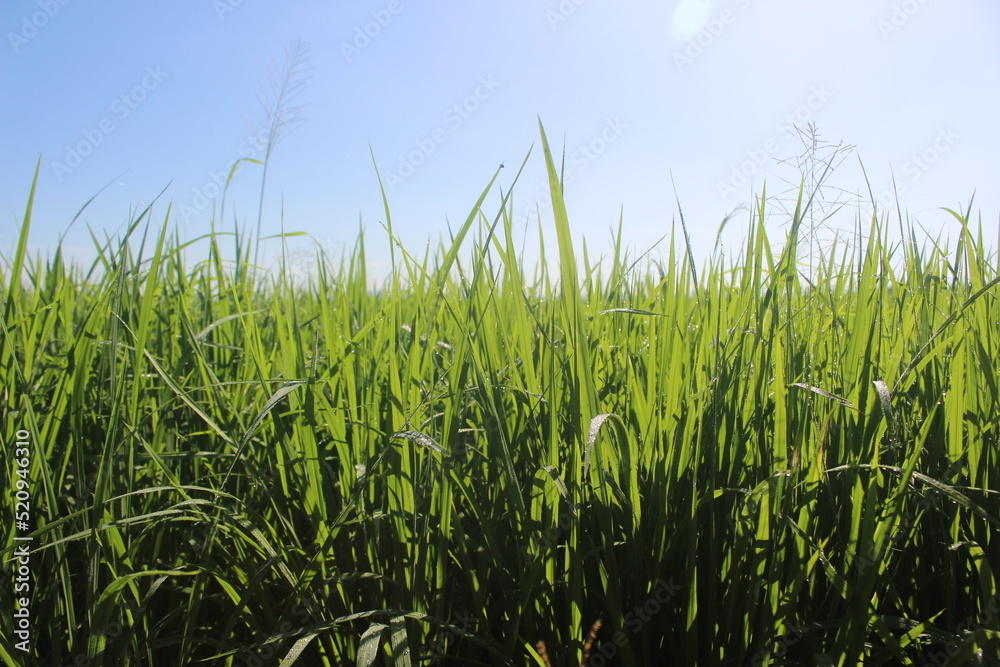 Obraz premium Indonesian rice fields, young rice that has not yet fruited