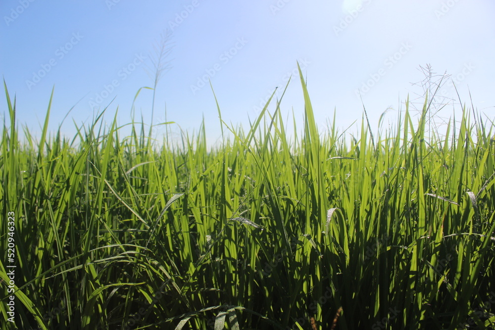 Fototapeta premium Indonesian rice fields, young rice that has not yet fruited