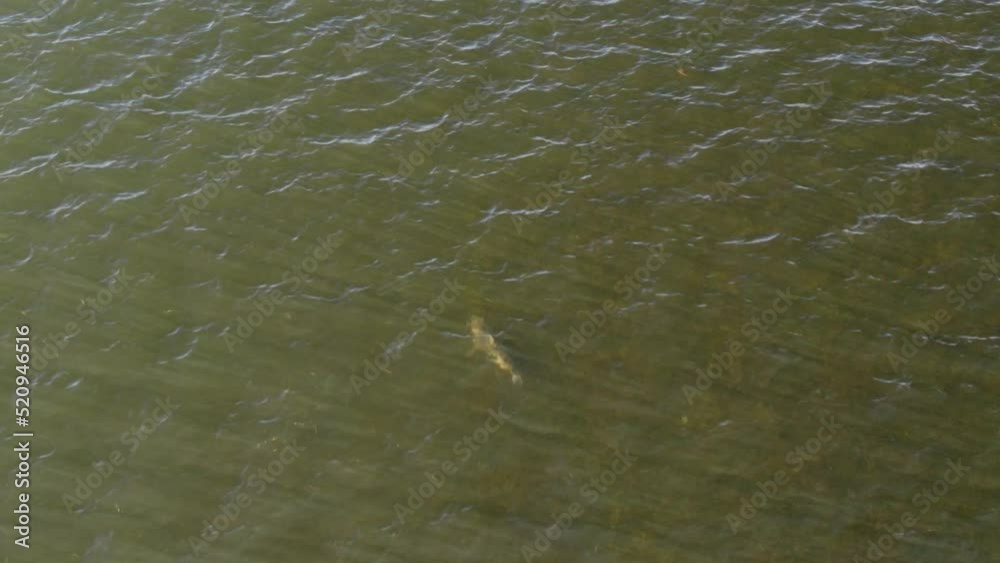 Aerial of a bull shark swimming in clear water, smaller fish swims away Aerial of a bull shark swimming in clear water, smaller fish swims away