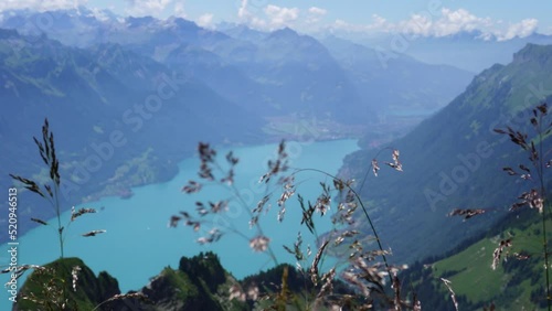 A nice shot of some beautiful flowers with a wonderful view of Lake Brienz and the surrounding mountains of the Alps of Switzerland in the background on a clear, blue and sunny day photo