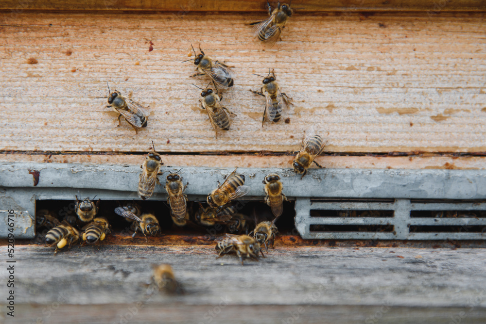 Close up of flying bees. Wooden beehive and bees. Close up of flying bees. Wooden beehive and bees.