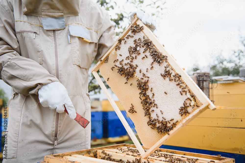 Beekeeper is working with bees and beehives on the apiary. Beekeeping concept