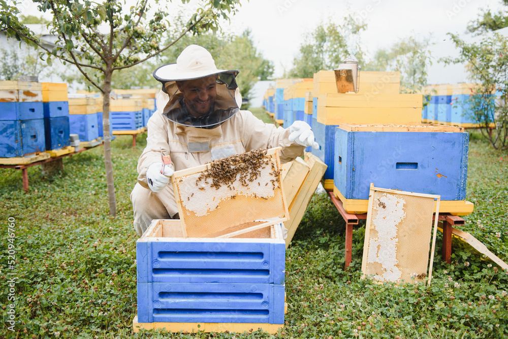 Beekeeper is working with bees and beehives on the apiary. Beekeeping concept Beekeeper is working with bees and beehives on the apiary. Beekeeping concept