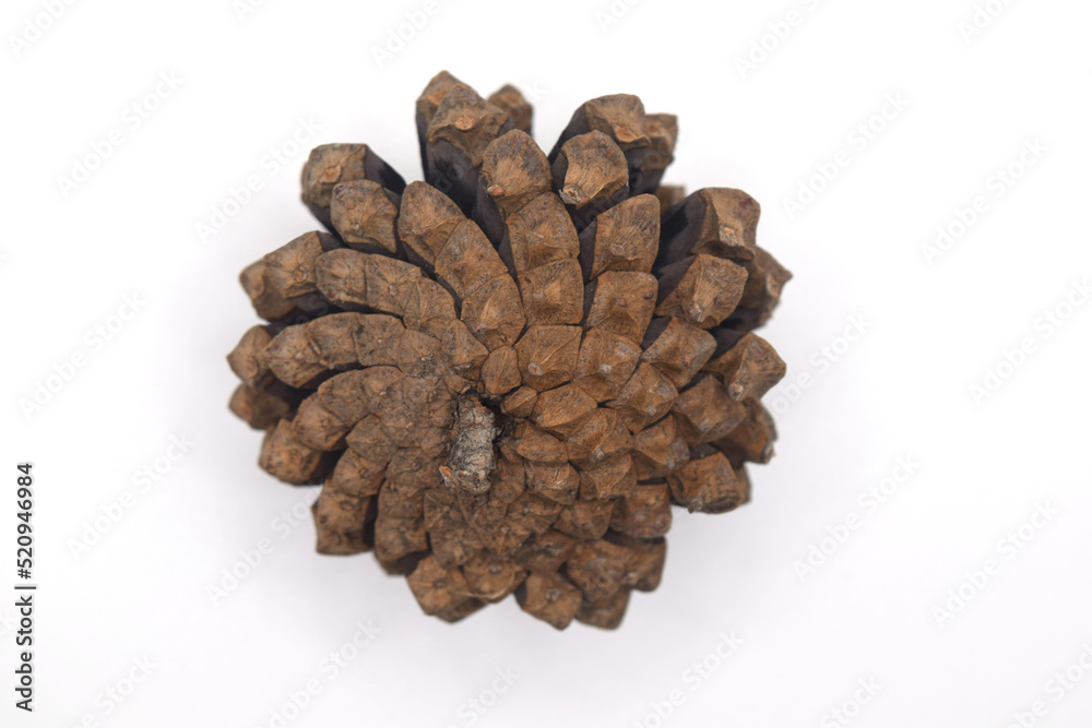 brown budding pine cone backwards on a white background brown budding pine cone backwards on a white background