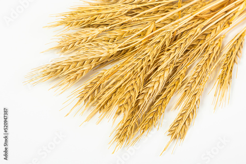 Ripe wheat ears isolated on white background. Top view, flat lay