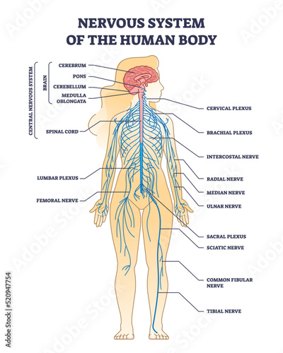 Nervous system of human body with nerve network anatomy outline diagram. Labeled educational medical scheme with CNS brain structure and peripheral inner cord, plexus and nerves vector illustration.