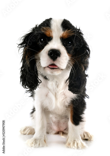 Photo puppy cavalier king charles