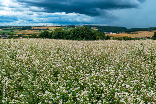 Blooming buckwheat fields. I will overgrow the hills with grain in the background. Roztocze, Poland