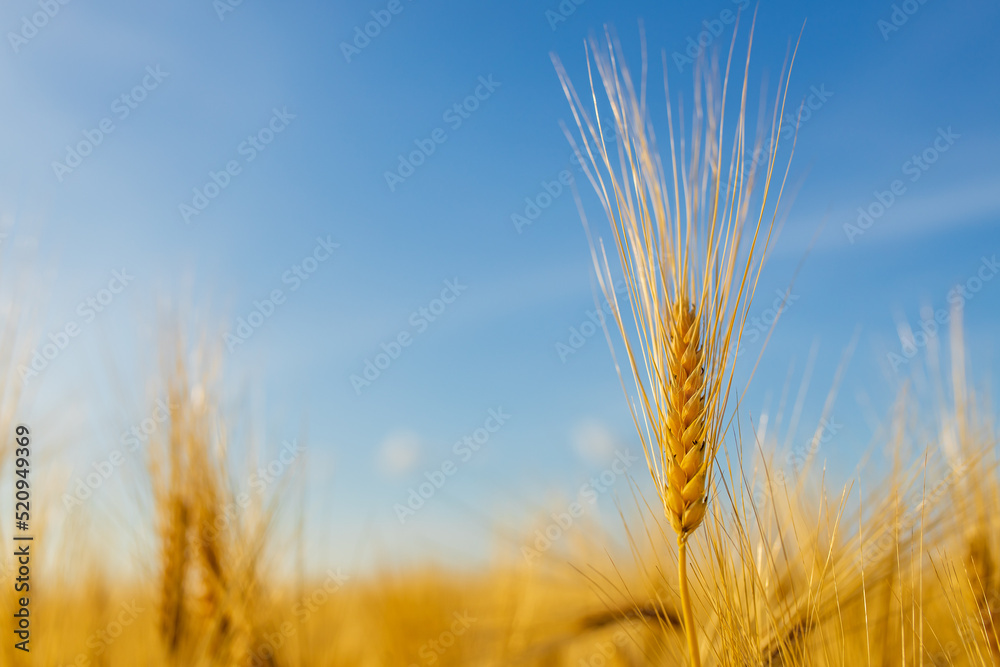 Yellow agriculture field with ripe wheat and blue sky