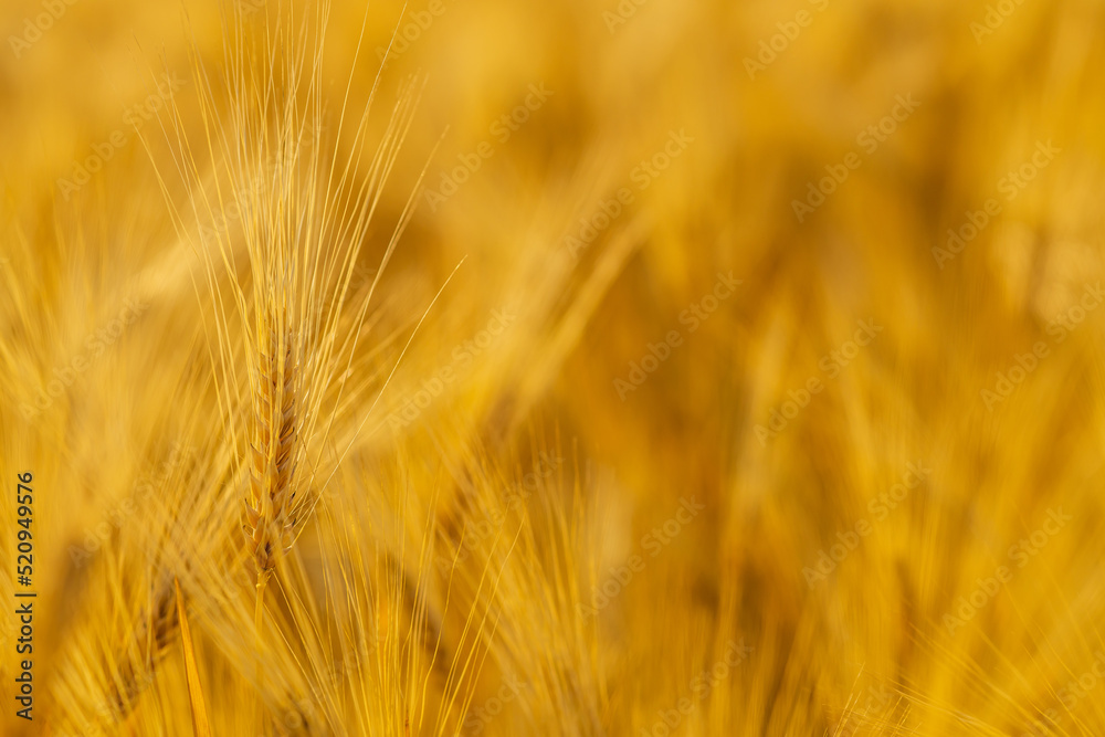 Yellow agriculture field with ripe wheat golden sunset Yellow agriculture field with ripe wheat golden sunset