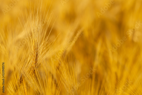 Yellow agriculture field with ripe wheat golden sunset