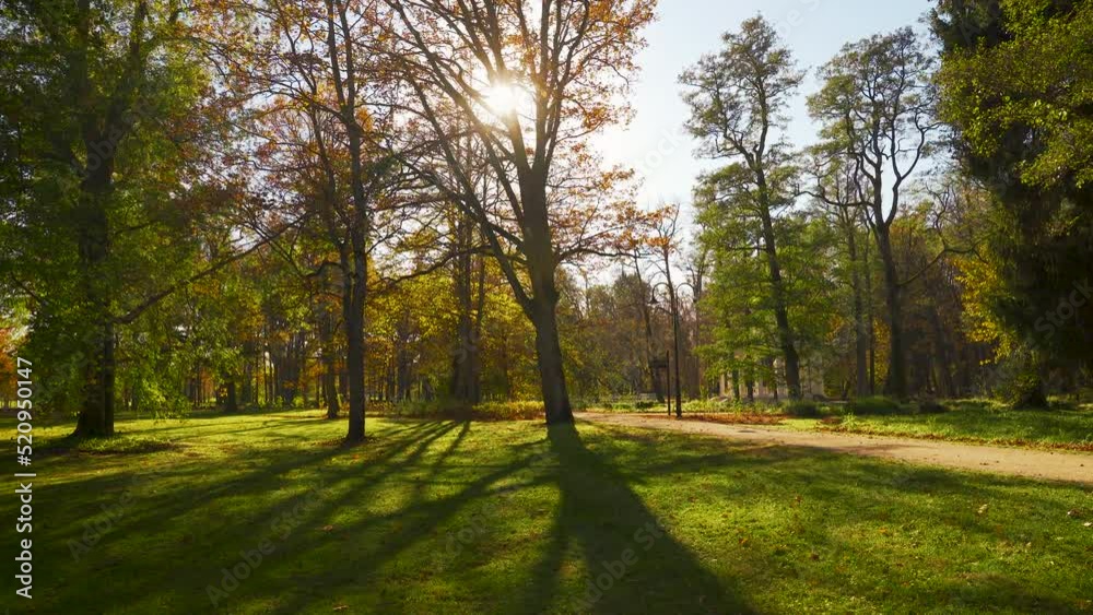 Yellow autumn in Kemeri National Park. A popular walking place in Latvia. Multicolored clothes of walking tourists on a sunny day. Yellow autumn in Kemeri National Park. A popular walking place in Latvia. Multicolored clothes of walking tourists on a sunny day.