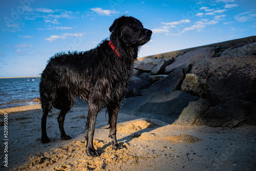 A regal looking black retriever dog with red collar basks in the sunlight after a swim in the ocean
