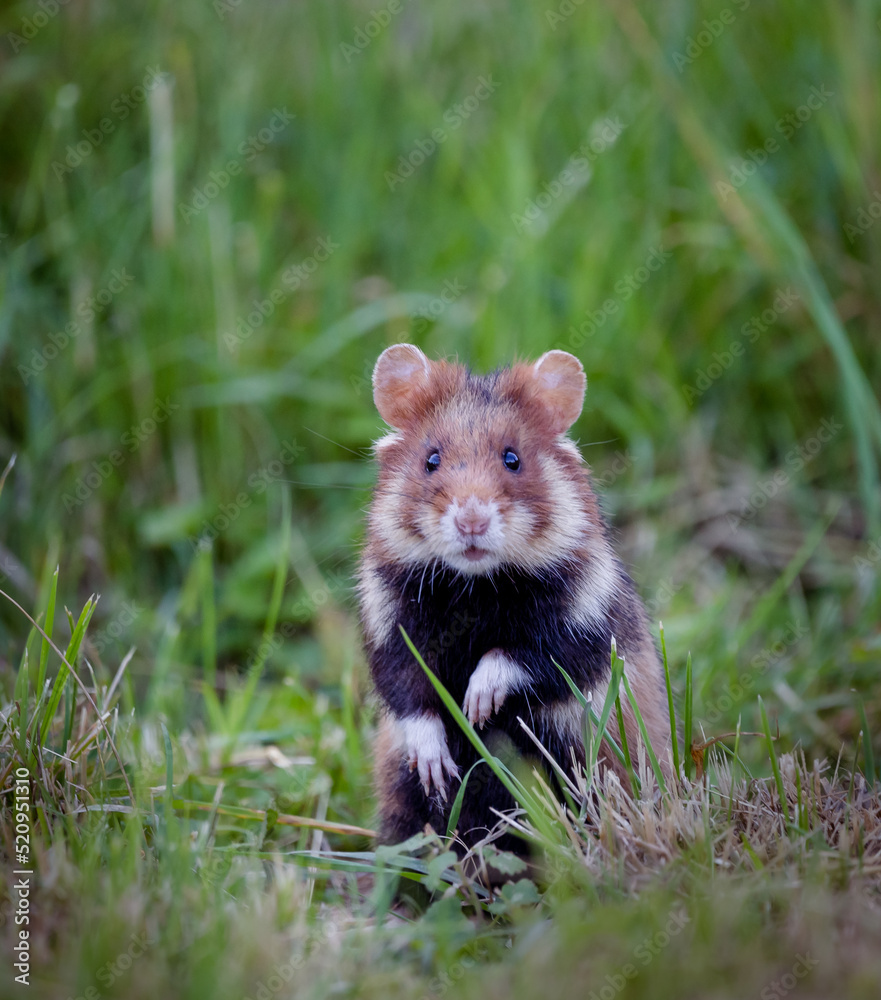 field hamster closup field hamster closup