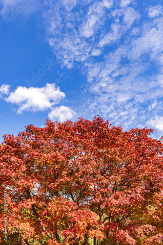 Wallpaper Mural 青空と紅葉 Torontodigital.ca