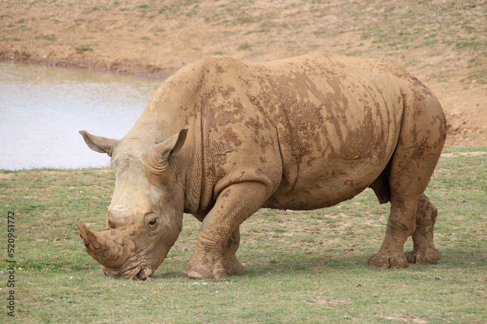 white rhino in a zoo in france white rhino in a zoo in france