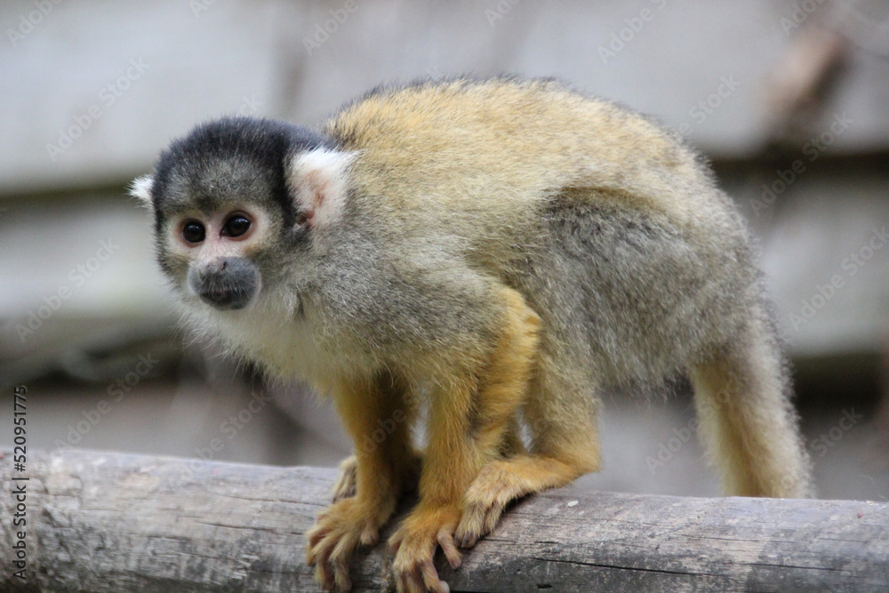 squirrel monkey in a zoo in france squirrel monkey in a zoo in france