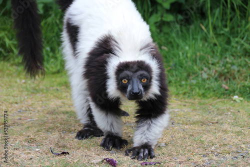 ruffed lemur in a zoo in france photo