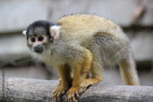 squirrel monkey in a zoo in france