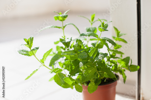 Growing mint plant at home. Gardening in the city. Hobby of having green plants in apartment..