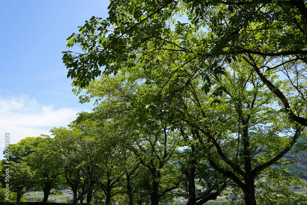 日本の山梨県の郊外の丘の初夏の風景