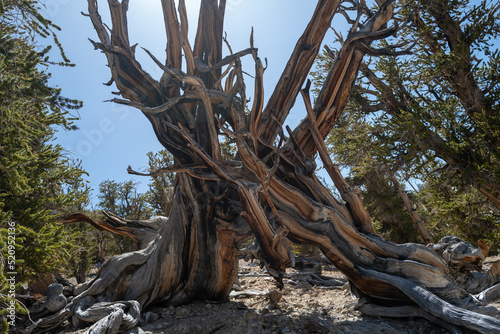 a huge old gnarled bristlecone tree and in the Ancient Bristlecone Pine Forest in Bishop, CA