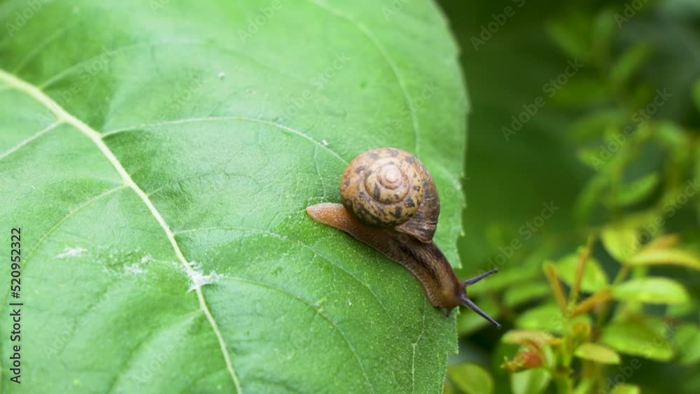 Snail crawling slowly on green leaf Snail crawling slowly on green leaf