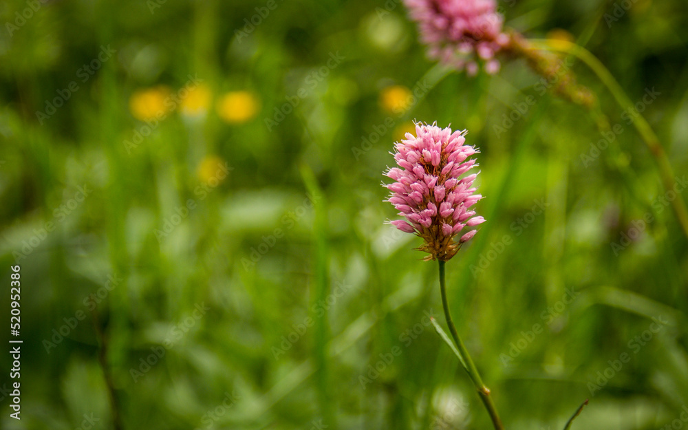 Bistorta officinalis on a green background close-up. Persicaria bistorta