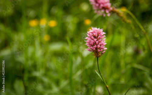 Obraz na płótnie Bistorta officinalis on a green background close-up. Persicaria bistorta w salonie