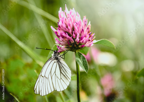 Cabbage butterfly on clover close-up. Pieris brassicae