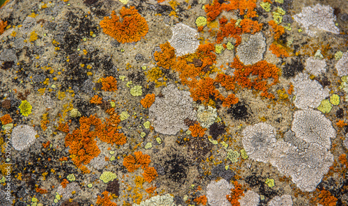 Stone with colorful lichens. Beautiful natural texture with colorful mosses and lichens