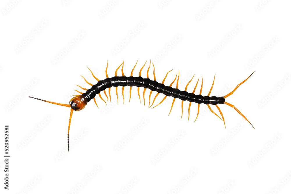 Centipede isolated with clipping paths.
Centipede isolated with clipping paths.