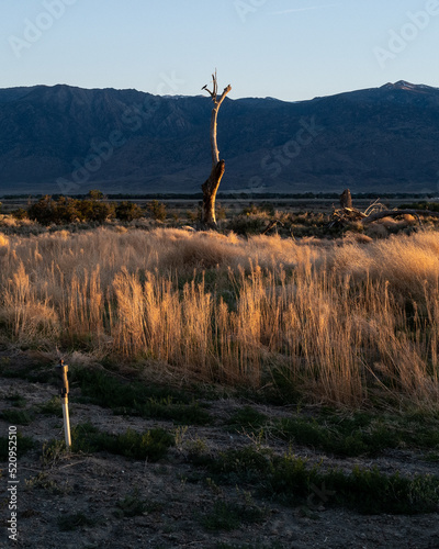 Golden light shines on lone tree trunk against hills in Owen's Valley near Owen River outside Bishop, CA