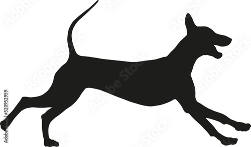 Black dog silhouette. Running mexican hairless dog puppy. Pet animals. Isolated on a white background. Vector illustration.