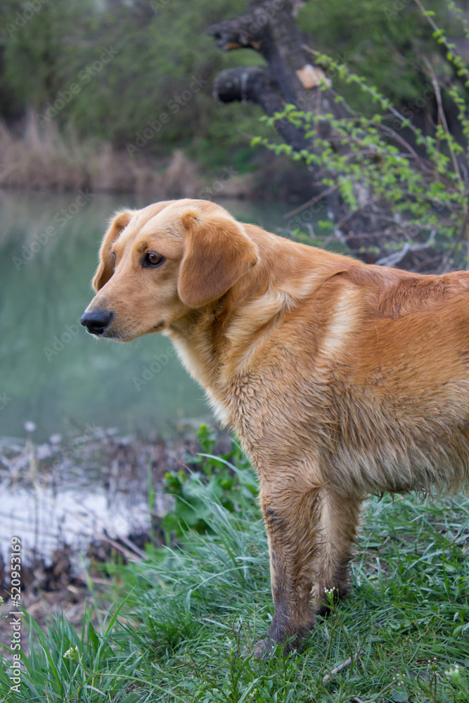 dog looking at lake,At the edge of the lake dog looking at lake dog looking at lake,At the edge of the lake dog looking at lake