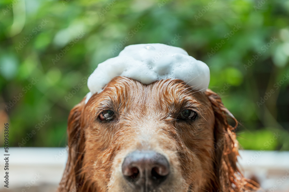 Obraz premium Golden Retriever taking a bath with foam on top of his head