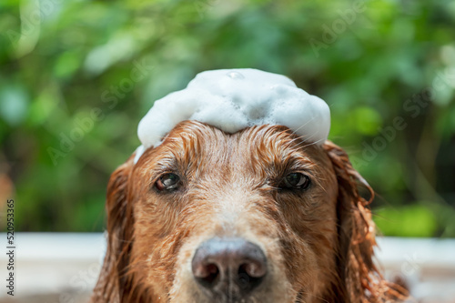 Golden Retriever taking a bath with foam on top of his head