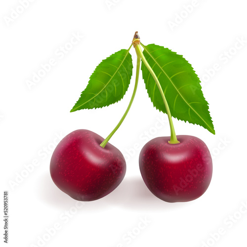 Organicl cherry, great design for any purposes. Vector illustration. Cherry isolated.