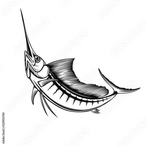 Marlin fish vector illustration. Marline illustration. Sea and ocean fishing catch. Underwater wildlife. Swordfish fishing. Sword fish.