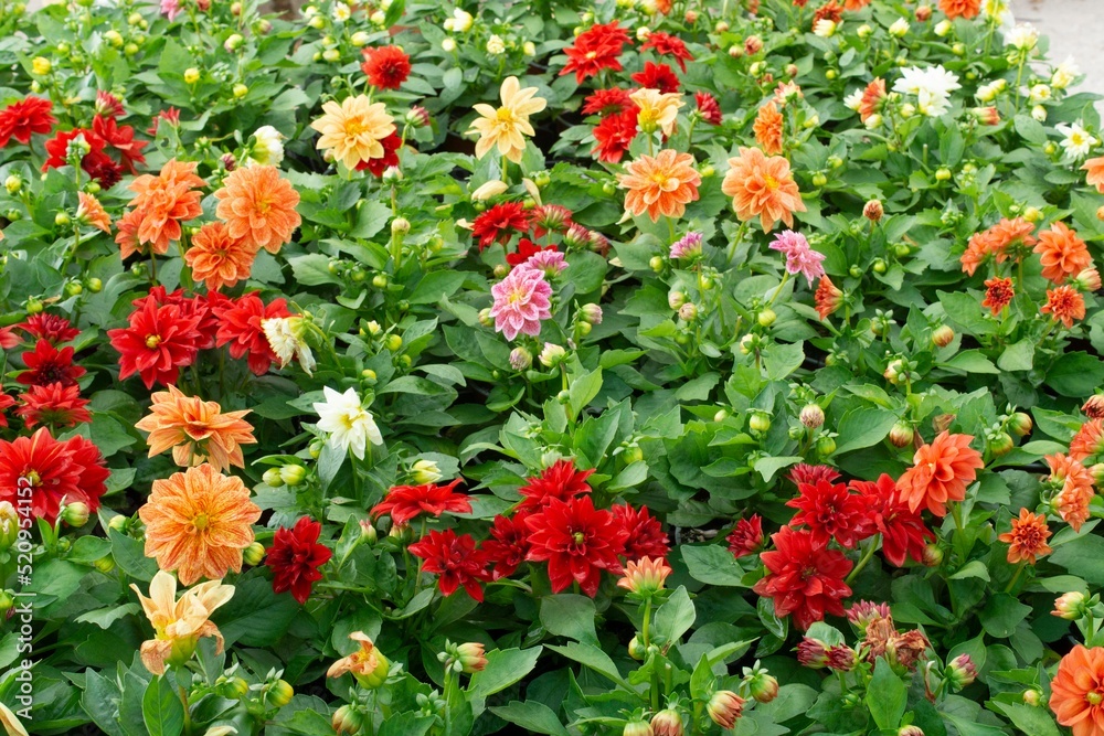 Naklejka premium red and yellow flowers in garden