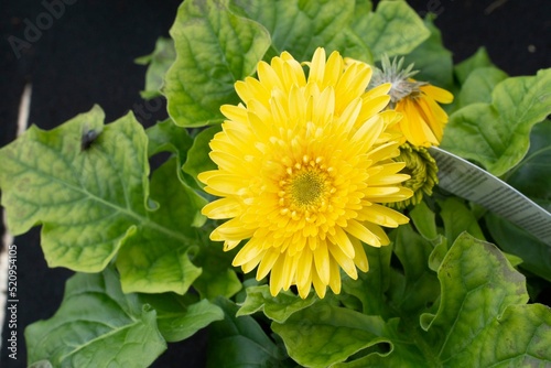 Yellow beautiful flower