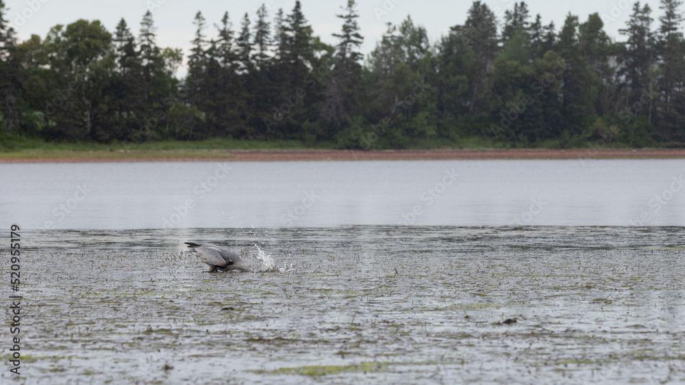 great blue heron catches fish on calm water