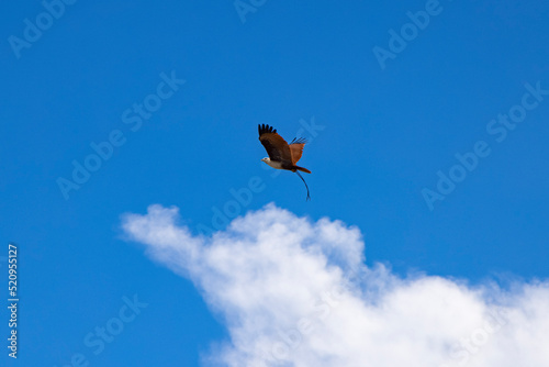 sea eagle soaring in the blue sky