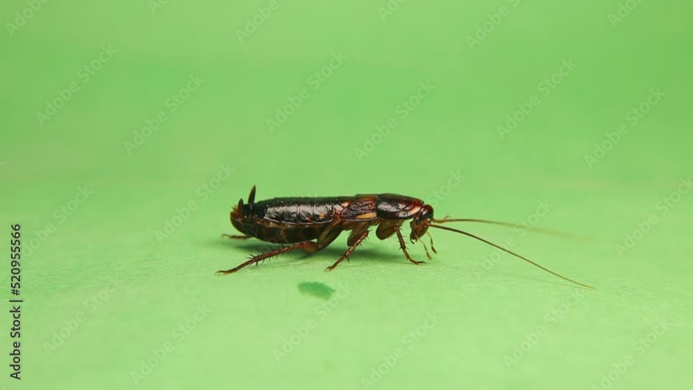 Smooth cockroach. Adult female Cockroach on a green background
