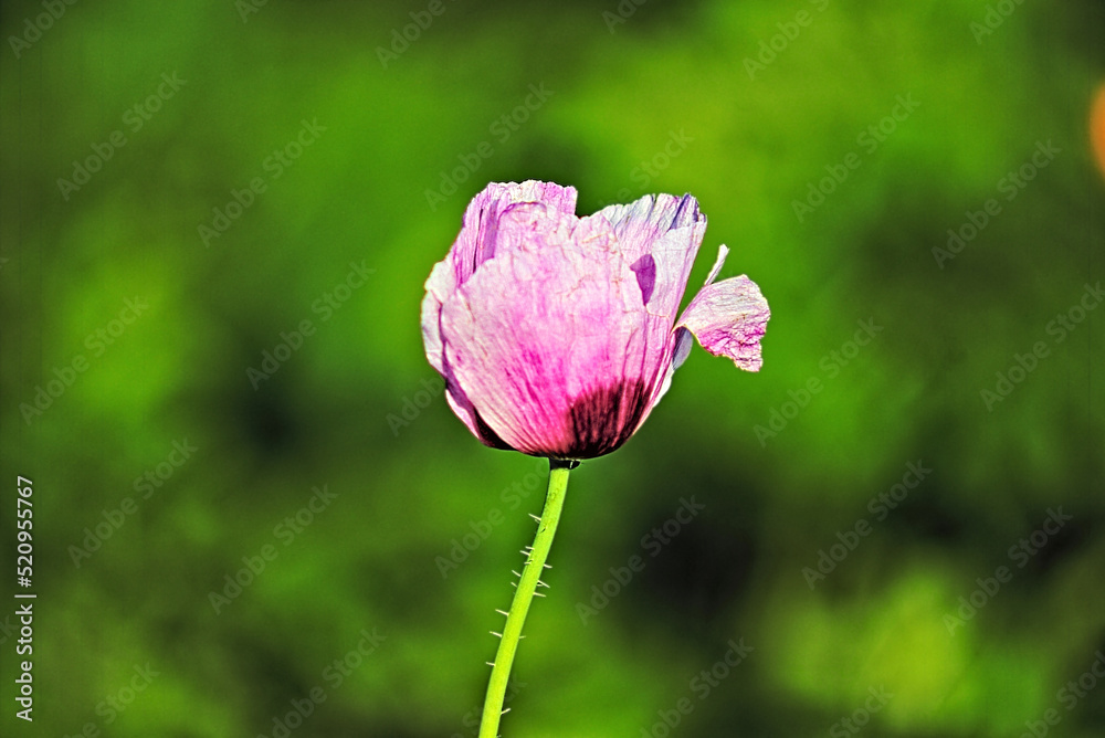 poppy flower close-up shot with bokeh effect and stylized as a photo taken by an old camera poppy flower close-up shot with bokeh effect and stylized as a photo taken by an old camera