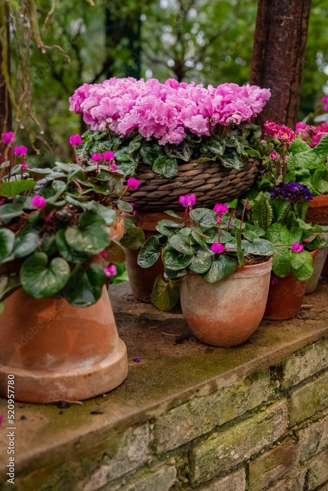 Ceramic flower pots with blooming pink potted Cyclamen plants in garden