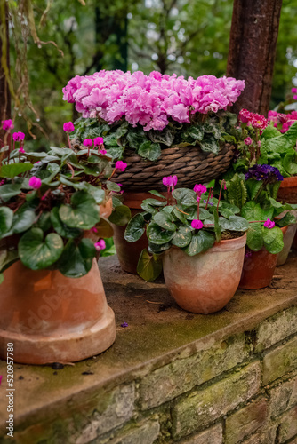 Ceramic flower pots with blooming pink potted Cyclamen plants in garden