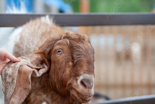 A brown goat with long ears looks over the fence and people feed it. Nubian breed of goat. funny portrait of Anglo-Nubian long-eared brown goat